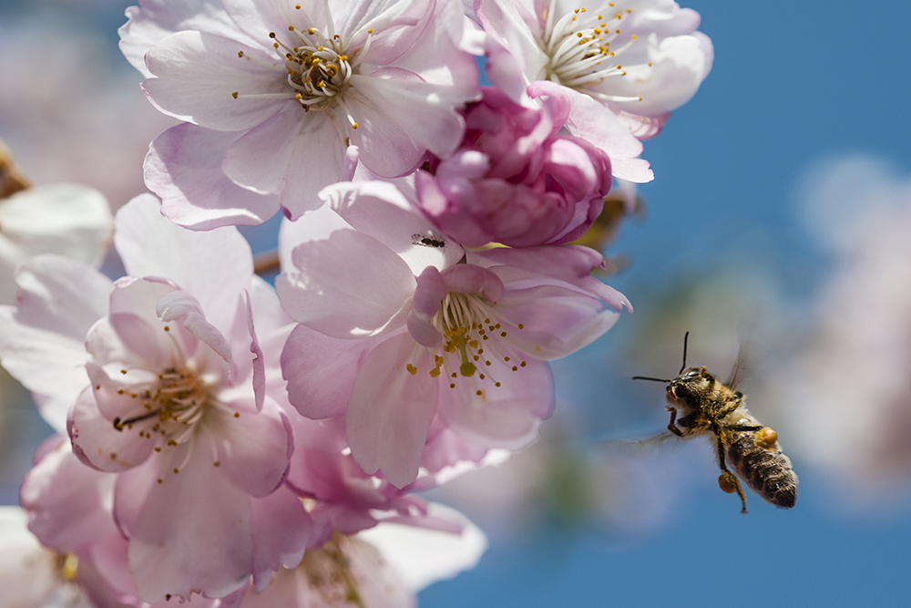 Biene im Anflug (14).jpg